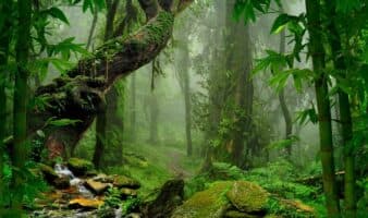 Un total de 44 especies se extinguieron en 2025, según la Lista Roja de la UICN