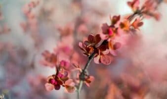 Concentraciones de CO2 en la atmósfera favorecen a plantas leñosas en el Sahara: Estudio