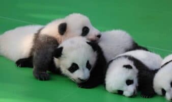 30 cachorros de panda roban miradas por el Año Nuevo chino