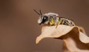 Diana Caballero documenta en un 'libro inquieto' la vida invisible de las abejas del Desierto de Sonora