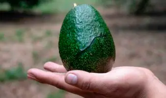 El aguacate pierde hasta 5 % de su valor por extorsiones antes de llegar al Super Bowl: ANPEC