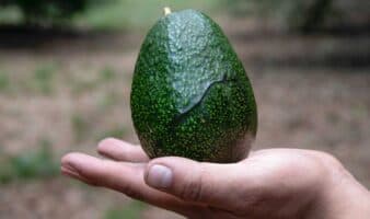 El aguacate pierde hasta 5 % de su valor por extorsiones antes de llegar al Super Bowl: ANPEC