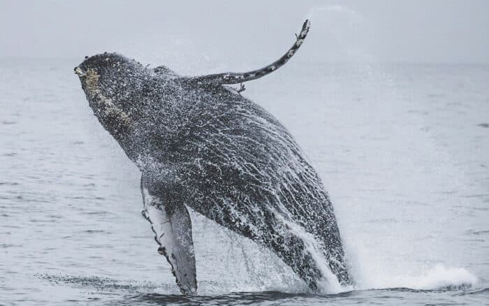 Ocean Futures Society exige a Semarnat acciones urgentes por muerte de ballenas jorobadas en Bahía de Banderas