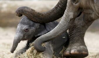 Elefanta ciega da a luz en Francia: nace cría tras parto de siete horas