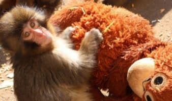 Punch y su peluche se ganan el corazón de internet