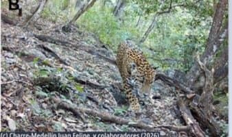 Captan por primera vez a un jaguar en Guanajuato