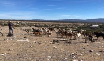 FAO y ONU impulsan agenda global sobre pastizales y comunidades pastoriles en 2026