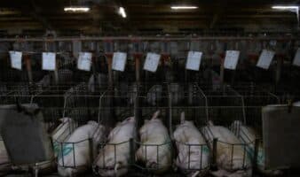 No son granjas: ONU expone la ganadería industrial en México