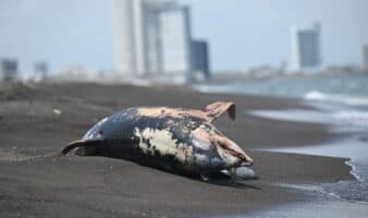 Delfín hallado en playa de Veracruz no murió por contaminación del derrame petrolero, según el gobierno estatal