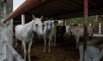EE.UU. y México: la triangulación de caballos para carne