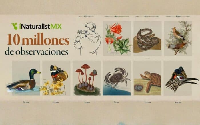 10 millones de miradas a la naturaleza: México hace historia con iNaturalistMX