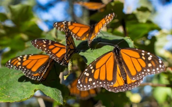 Mariposa Monarca, siempre guerreras: María José Villanueva