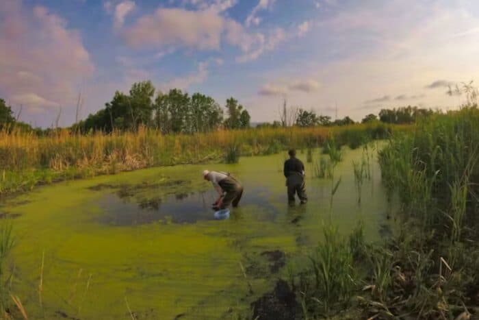 Chernóbil: la biodiversidad se recupera tras 40 años del desastre nuclear