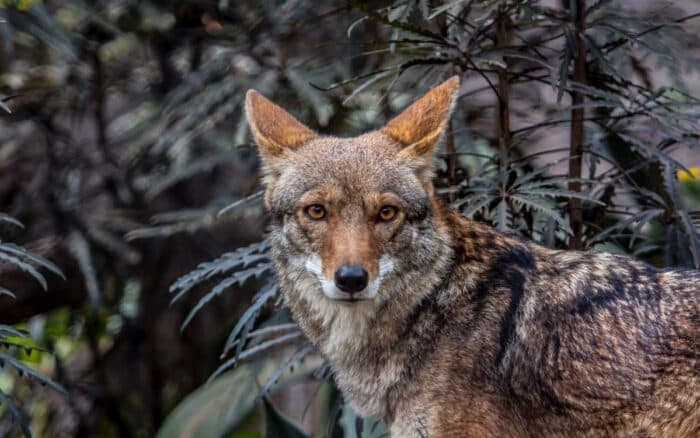 Crónicas de un Naturalista: el día que conocí a un coyote