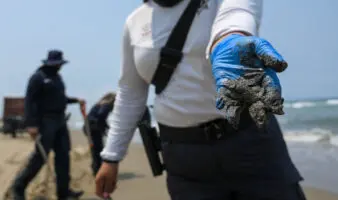 Gobierno anuncia Observatorio Permanente tras derrame en el Golfo de México