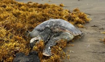 Red Corredor Arrecifal exige monitoreo independiente y reparación integral tras derrame en el Golfo