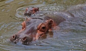 Matar hipopótamos desata choques entre animalismo, ética y ciencia en Colombia