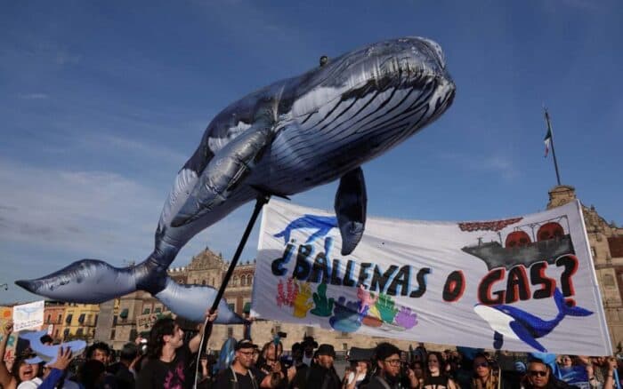 ONG logra frenar buques de Proyecto Saguaro para proteger a ballenas