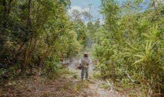 En Calakmul, las abejas luchan por sobrevivir al cambio climático