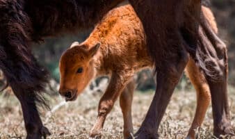 Nacen las primeras crías de bisonte americano en el norte de México tras décadas de ausencia