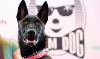 De cachorra abandonada a estrella en Cannes: la historia de Yuri, ganadora de la Palm Dog