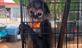 Rescatan 482 ejemplares de flora y fauna en operativo contra el tráfico ilegal