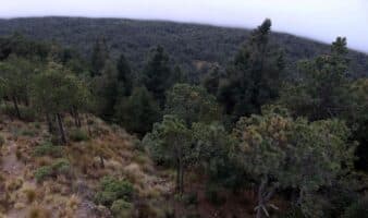 Estudio de la UNAM revela daños a zonas ecológicas de ocho alcaldías de la CDMX