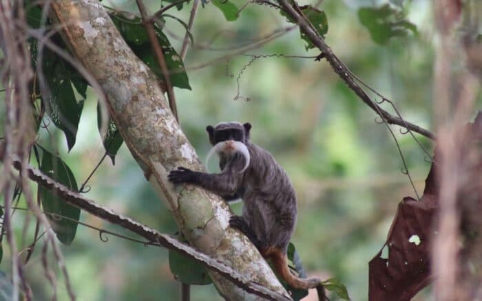 Día Mundial del Medioambiente: investigaciones que buscan generar acciones ante las consecuencias del cambio climático | Mongabay Latam