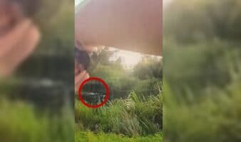 Video | Sujeto que huía de la Policía fue atacado por un caimán en Luisiana