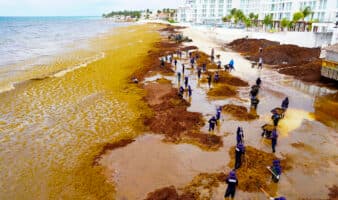 Proponen crear una industria basada en el sargazo para atender la crisis en el Caribe mexicano
