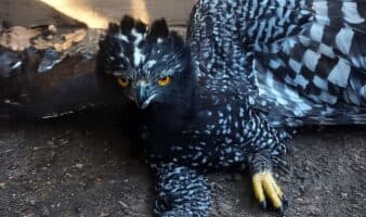 Detectan por primera vez al águila tirana en la Sierra Gorda