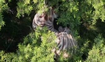Profepa busca que la UNAM haga la necropsia del tigre 'Kenzo'