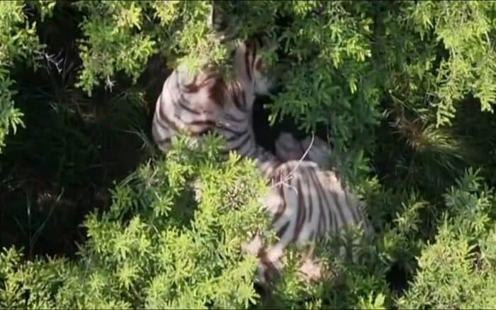 Profepa busca que la UNAM haga la necropsia del tigre 'Kenzo'