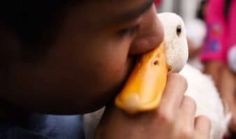 Vacío legal permite la venta masiva de patos como Merlín en mercados