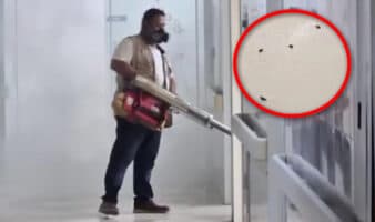 IMSS reconoce fauna nociva en clínica de Matamoros tras denuncias de plaga de pulgas y garrapatas