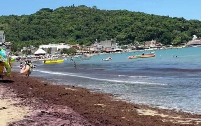 Nayarit | Descartan presencia de sargazo, confirman macroalga