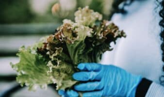 Salud realiza estudio epidemiológico a lechuga tras brote de ciclosporiasis en EE. UU.