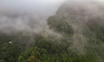 Crónicas de exploración | Árboles migrantes del bosque de niebla