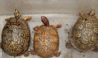 Procesan a acusada de traficar reptiles exóticos en San Diego