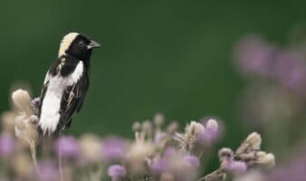 Un viaje cada vez más peligroso: el 43 % de las especies de aves migratorias de América está en declive | Mongabay Latam