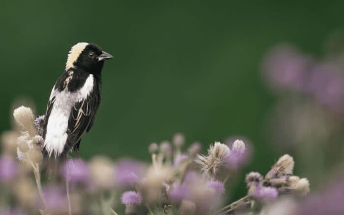 Un viaje cada vez más peligroso: el 43 % de las especies de aves migratorias de América está en declive | Mongabay Latam