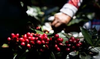 Estados Unidos concentra casi siete de cada diez exportaciones mexicanas de café