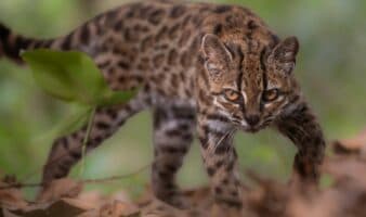 Descubren nueva especie de gato en Bolivia; la primera en más de 100 años