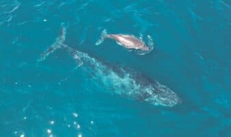 ¿Ballenas o gas? Jane Fonda y Ximena Sariñana dan voz a las ballenas del Golfo de California en este documental