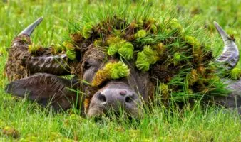 Las fotos más divertidas de la vida silvestre; Nikon Comedy Wildlife Awards 2026 anuncia a sus finalistas