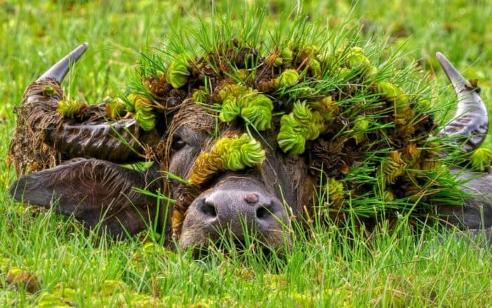 Las fotos más divertidas de la vida silvestre; Nikon Comedy Wildlife Awards 2026 anuncia a sus finalistas