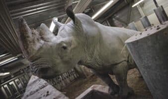 Rinoceronte del zoo de París es trasladado a México para preservar la especie